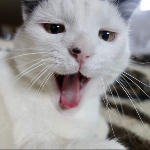 Meet your Posher, Alexandra